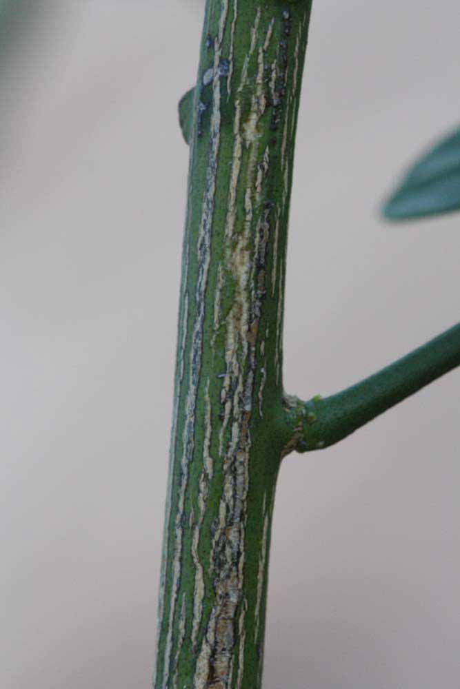              Second - third year twig (Riverside, CA)       